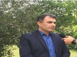 ظهور نخستین خوشه های برنج در گیلان
