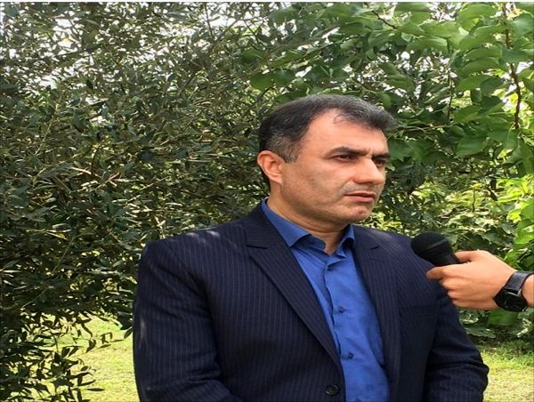 ظهور نخستین خوشه های برنج در گیلان
