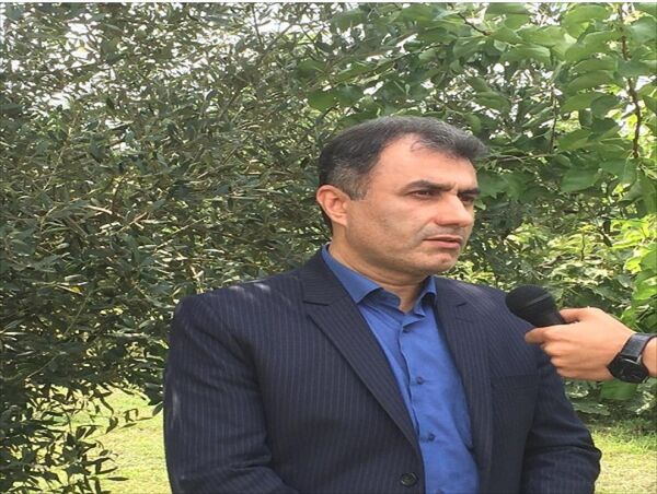 ظهور نخستین خوشه های برنج در گیلان
