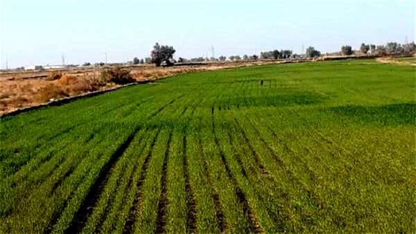 ۶۳۱۰ هکتار گندم و جو برای تولید بذر در قزوین به زیر کشت رفت