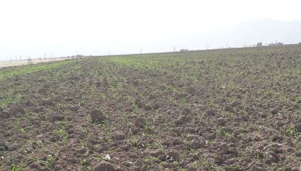 کاشت بیش از 25 هزار هکتار گندم در اقلید 
