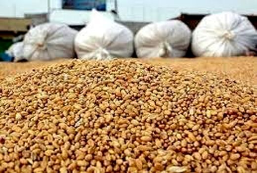 تخصیص جو ویژه خشکسالی به دام های کازرون 