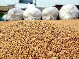 تخصیص جو ویژه خشکسالی به دام های کازرون 