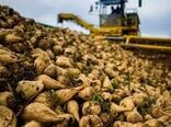 همراهی جهاد کشاورزی با چغندرکاران بر اساس الگوی کشت
