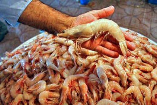 تولید بیش از 48 هزار تن میگو در سال 99