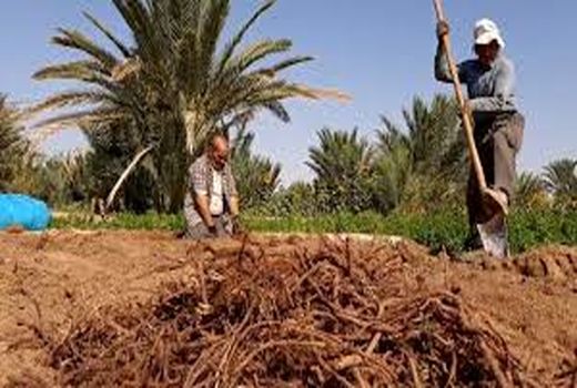 آغاز برداشت گیاه دارویی روناس در خور و بیابانک