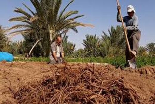 آغاز برداشت گیاه دارویی روناس در خور و بیابانک