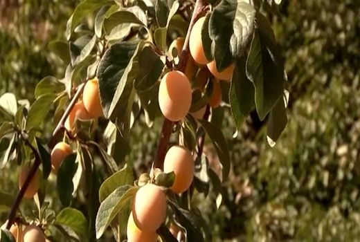 آغاز برداشت آلو از باغ‌های بخش برزک کاشان