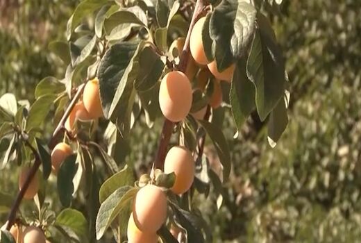 آغاز برداشت آلو از باغ‌های بخش برزک کاشان