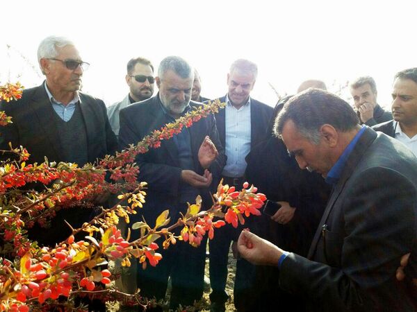 بازدید وزیر جهاد کشاورزی از مجتمع کشت و صنعت بیدمشک 