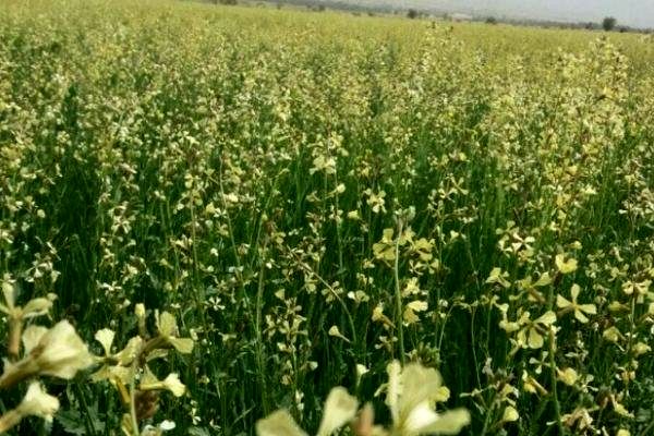 گیاه منداب جایگزین مناسبی برای کودهای شیمیایی
