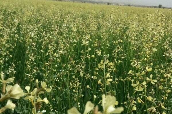گیاه منداب جایگزین مناسبی برای کودهای شیمیایی