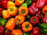 فلفل دلمه‌ای و گوجه فرنگی اصفهان مسافر روسیه و ترکیه