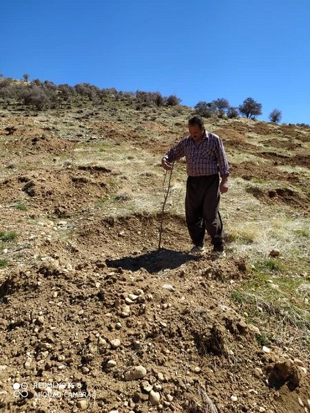 احداث باغ های دیم در اراضی شیبدار سپیدان 