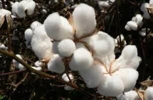 آغاز برداشت پنبه از مزارع استان اصفهان