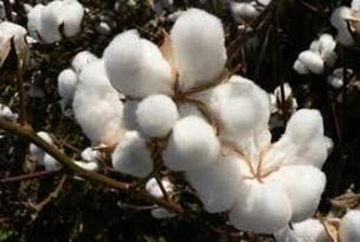 آغاز برداشت پنبه از مزارع استان اصفهان