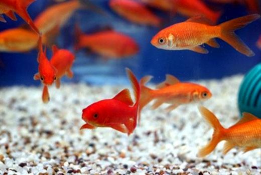 ماهی قرمز سفره عید از چین وارد نمی‌شود 