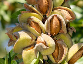 پیش بینی برداشت بیش از 11000 تن بادام در استان کرمان