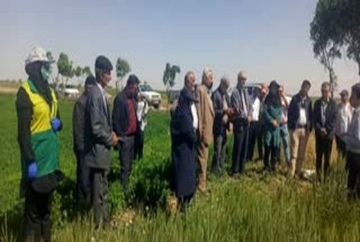  آشنایی کشاورزان پیشرو استان قزوین با ارقام جدید و پربازده گندم در مزارع کشاورزی