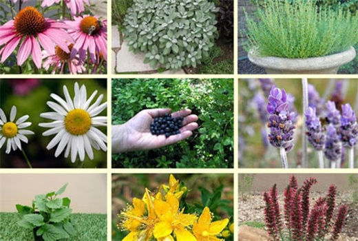 ۶ هزار و 408 هکتار سطح زیر کشت گیاهان دارویی در خراسان شمالی