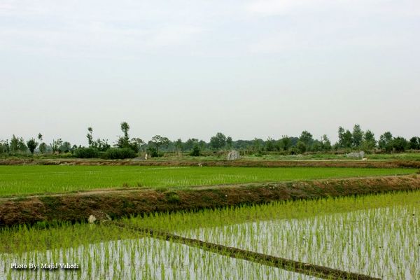 برنج‌کاران خراسان شمالی در همهمه بی‌آبی و دلواپسی درآمدزایی