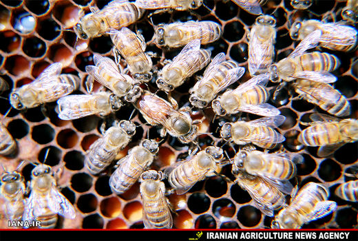 برداشت بیش از 500 تن عسل در رابر