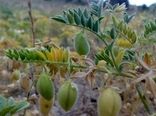  مبارزه بیولوژیکی علیه کرم پیله خوار نخود در شهرستان بدره