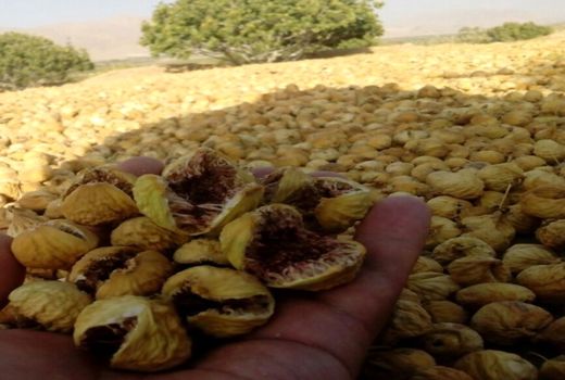 پیش بینی تولید 5 هزارتن انجیر در داراب 