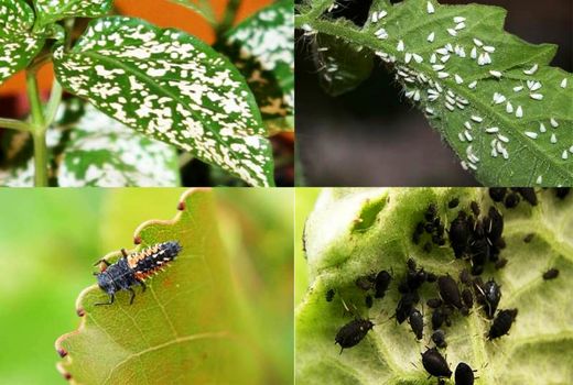 مبارزه بیولوژیک در ۹ هزار هکتار اراضی خراسان شمالی در سال