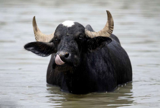 رشد 71 درصدی تلقیح مصنوعی در شهرستان تبریز