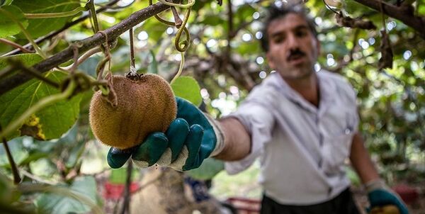 صادرات زودهنگام "کیوی هایوارد گیلان" ممنوع شد
