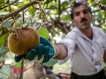 صادرات زودهنگام "کیوی هایوارد گیلان" ممنوع شد
