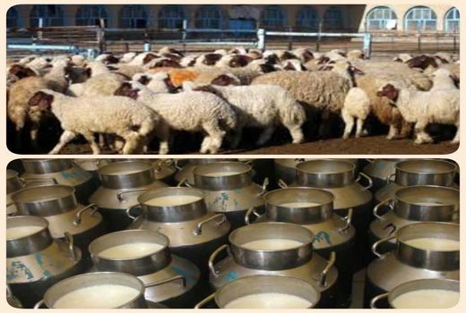 ضرورت ایجاد میدان عرضه دام ومرکز جمع آوری شیر در سربیشه