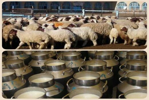 ضرورت ایجاد میدان عرضه دام ومرکز جمع آوری شیر در سربیشه