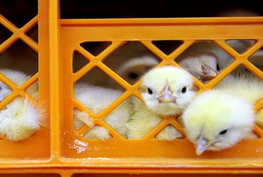 آغاز به کار سامانه برخط معاملات جوجه یک‌روزه