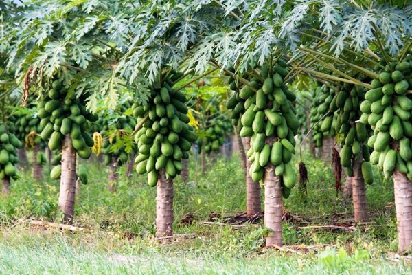 افزایش رشد و گلدهی میوه‌های گرمسیری با توزیع کود در آبادان