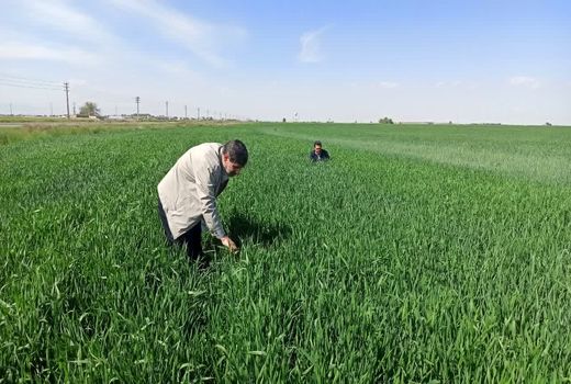 مبارزه با آفت سن غلات در بیش از 4هزار هکتار از مزارع آبیک