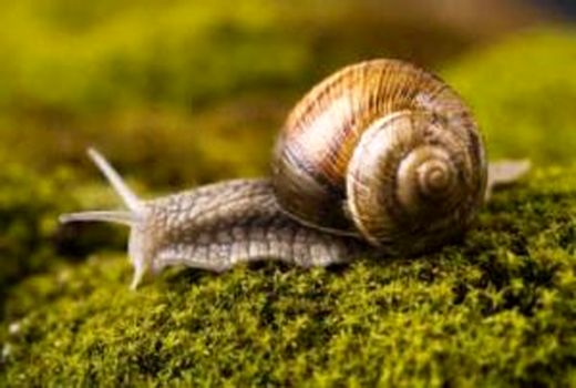 حمله حلزون‌ها به باغ ویلاهای خراسان شمالی 