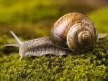حمله حلزون‌ها به باغ ویلاهای خراسان شمالی 