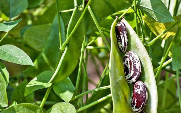 برداشت1500 تن لوبیا از مزارع شهرستان ارومیه