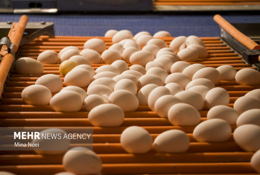 انجام 3 میلیون قطعه جوجه‌ریزی در مرغداری‌های کردستان/فعالیت ۷۵۲ واحد مرغداری در استان کردستان