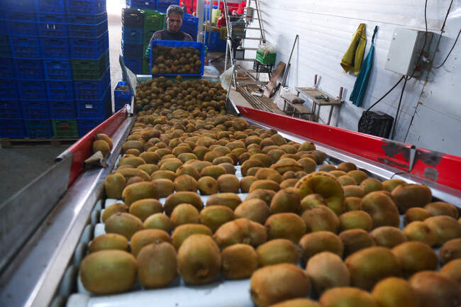  میوه ای شگفت انگیز به نام کیوی 