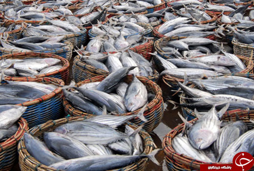 صدور برند منتخب شیلات برای یک رستوران ماهی در استان آذربایجان شرقی