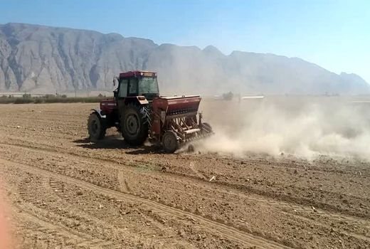 آغاز کشت کلزا در هزار هکتار از مزارع فیروزآباد