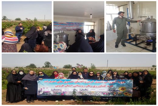 زنان روستایی استان قزوین با کاشت گل محمدی در مزارع آشنا شدند