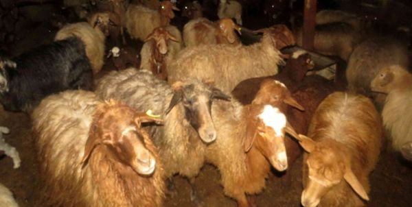 رییس اداره قرنطینه دامپزشکی کردستان
