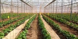 صدور بیش از 13 هزار فقره پروانه فعالیت برای واحدهای تولیدی کشاورزی در میاندوآب