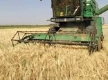 برداشت مکانیزه گندم در شهرستان نایین آغاز شد