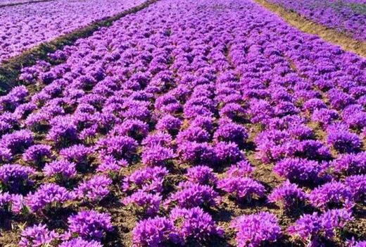 کشت و تولید زعفران در خراسان شمالی سیر صعودی داشته است