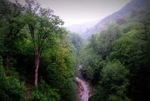 تمدید ارسال آثار به نمایشگاه «ثبت جهانی جنگل های هیرکانی»